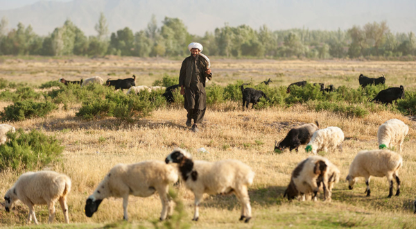 How are you praying for Afghanistan?